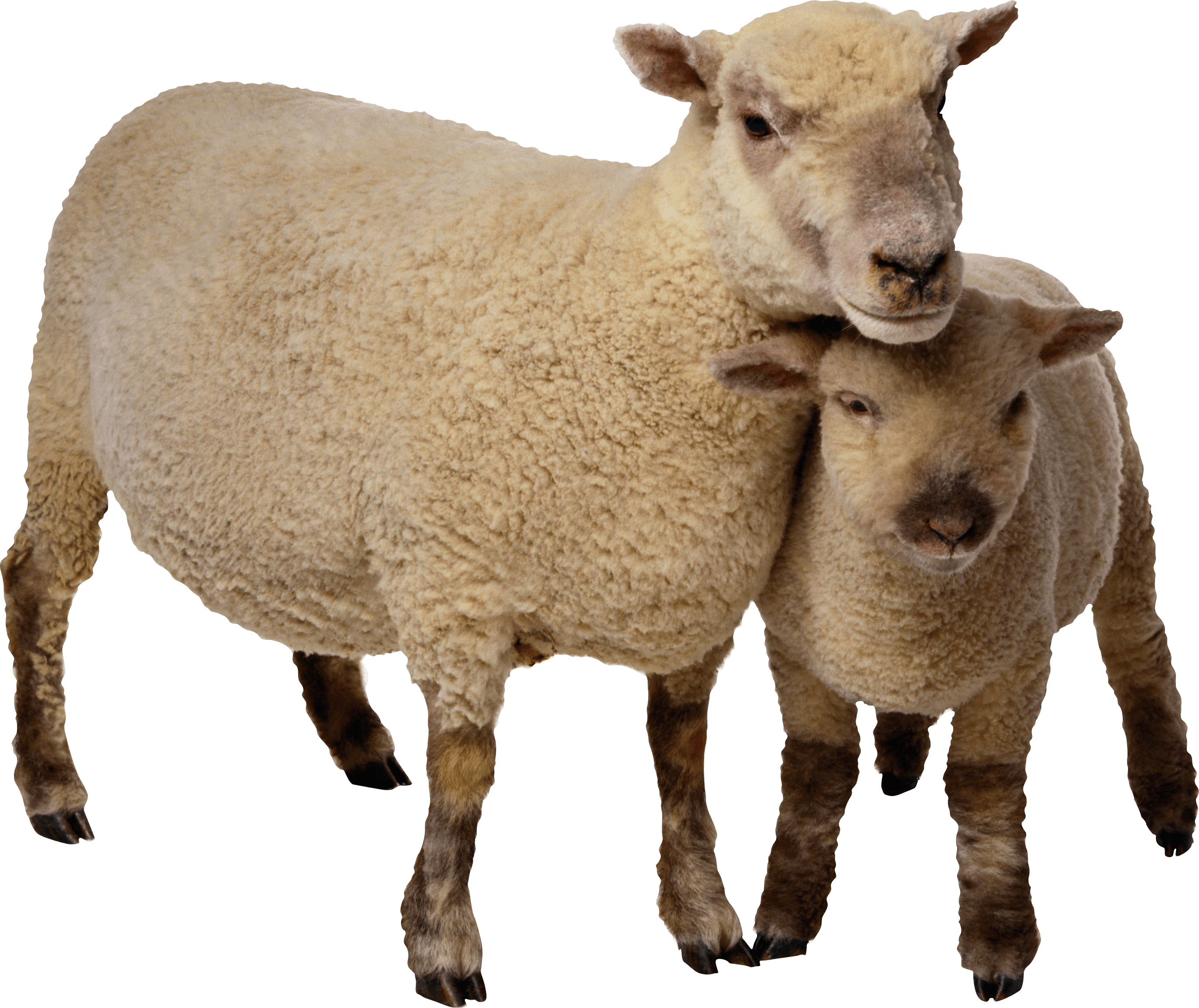 Sheep PNG Photo Image PNG, SVG Clip art for Web - Download Clip Art