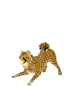 Cheetah PNG Clipart PNG image