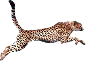 Cheetah PNG Pic PNG image