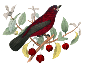 Fairy Bird PNG Pic PNG image