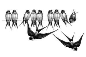 Fairy Bird PNG Picture PNG image