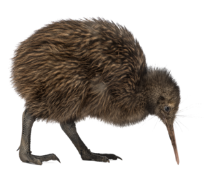 Kiwi Bird PNG Transparent Image PNG image