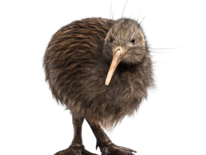 Kiwi Bird Transparent Background PNG image