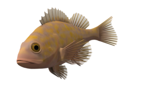 Ocean Fish Transparent Background PNG, SVG Clip art for Web - Download