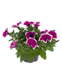 Petunia PNG Picture PNG image
