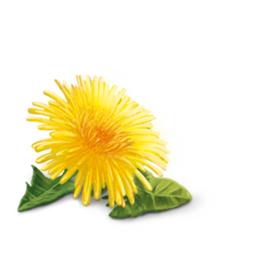Yellow Dandelion PNG HD PNG image
