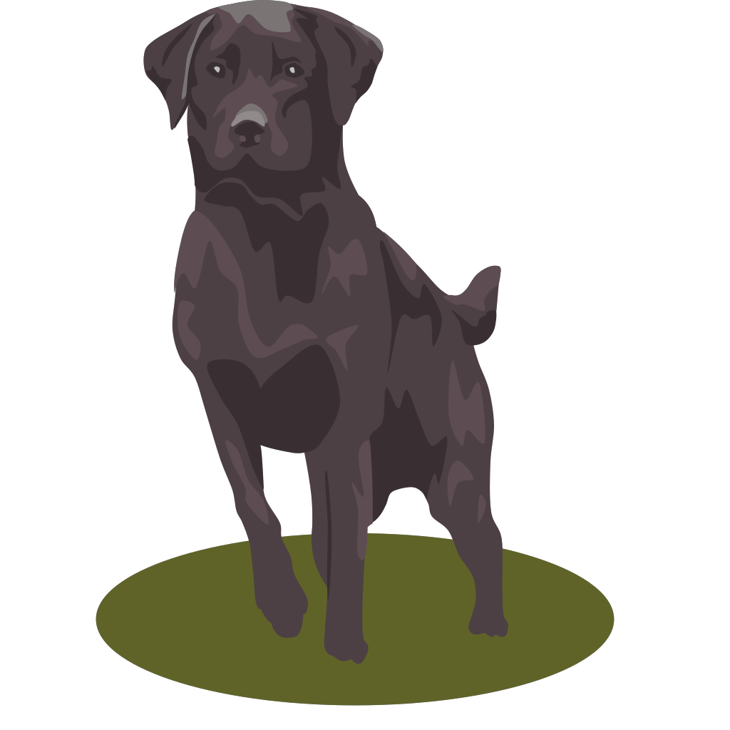 Labrador Retriever (black) PNG, SVG Clip art for  Download Clip