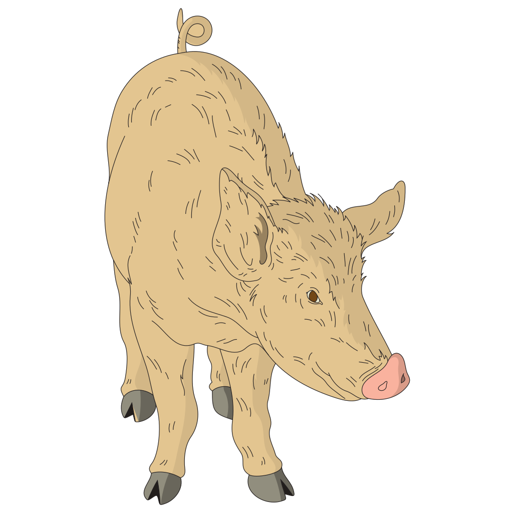 Download Hairy Pig PNG, SVG Clip art for Web - Download Clip Art ...