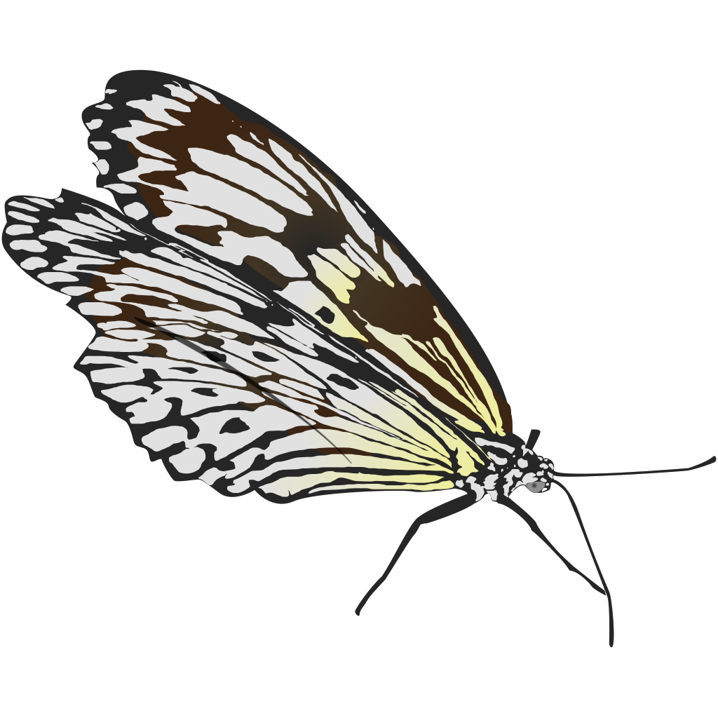 Download Top View Of A Butterfly PNG, SVG Clip art for Web ...