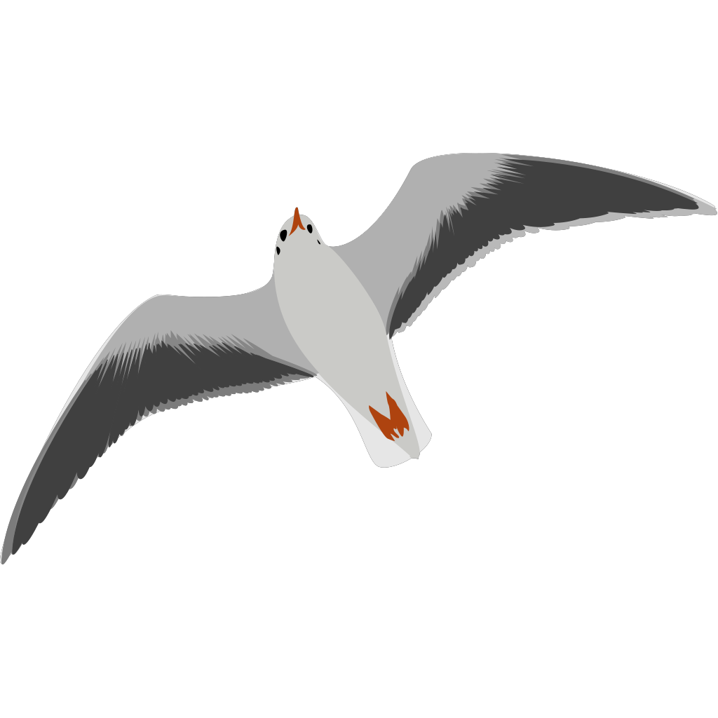 Sea Gull Seagull SVG Clip arts download - Download Clip Art, PNG Icon Arts