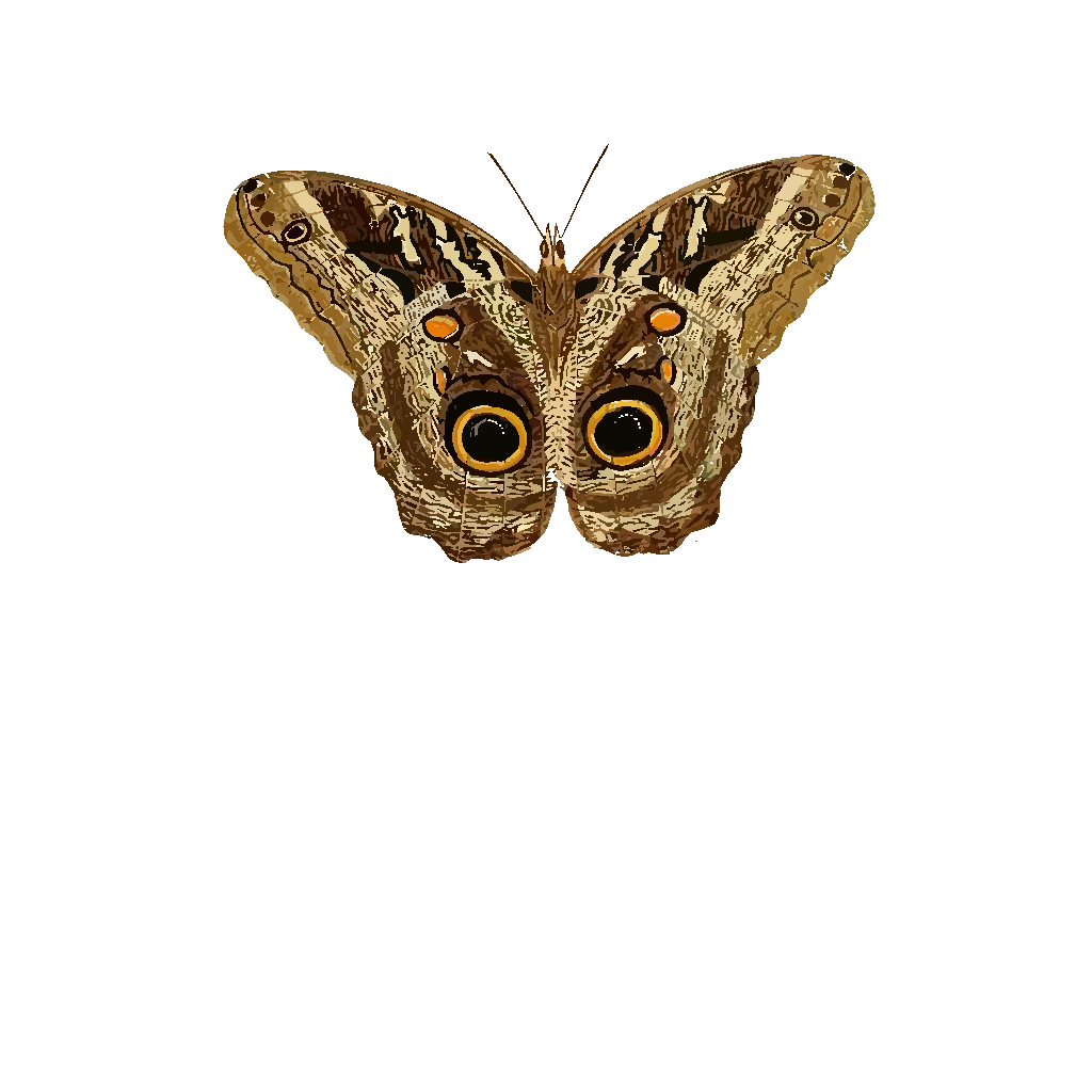 Moth SVG Clip arts download - Download Clip Art, PNG Icon Arts