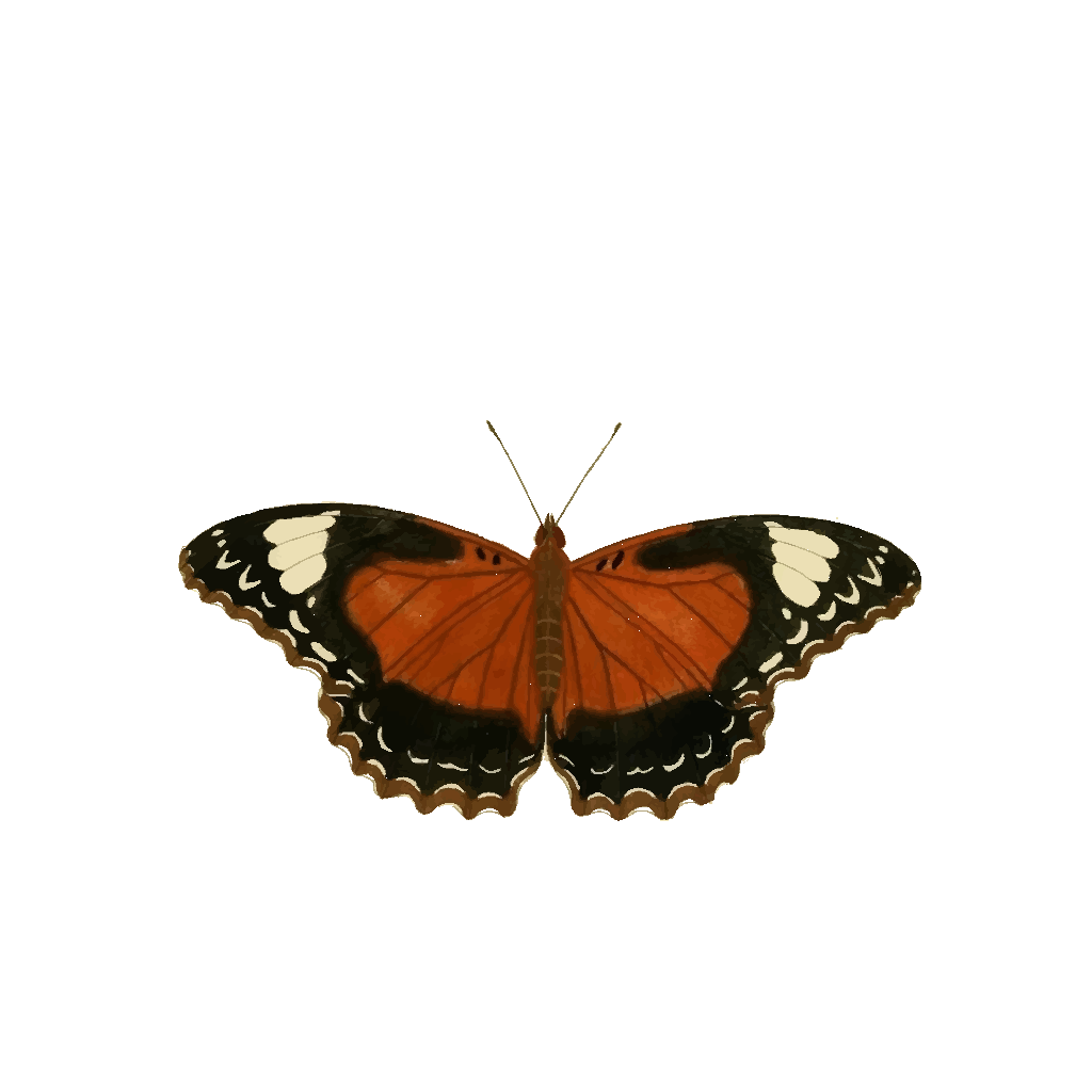 Free Free 236 Large Butterfly Svg SVG PNG EPS DXF File
