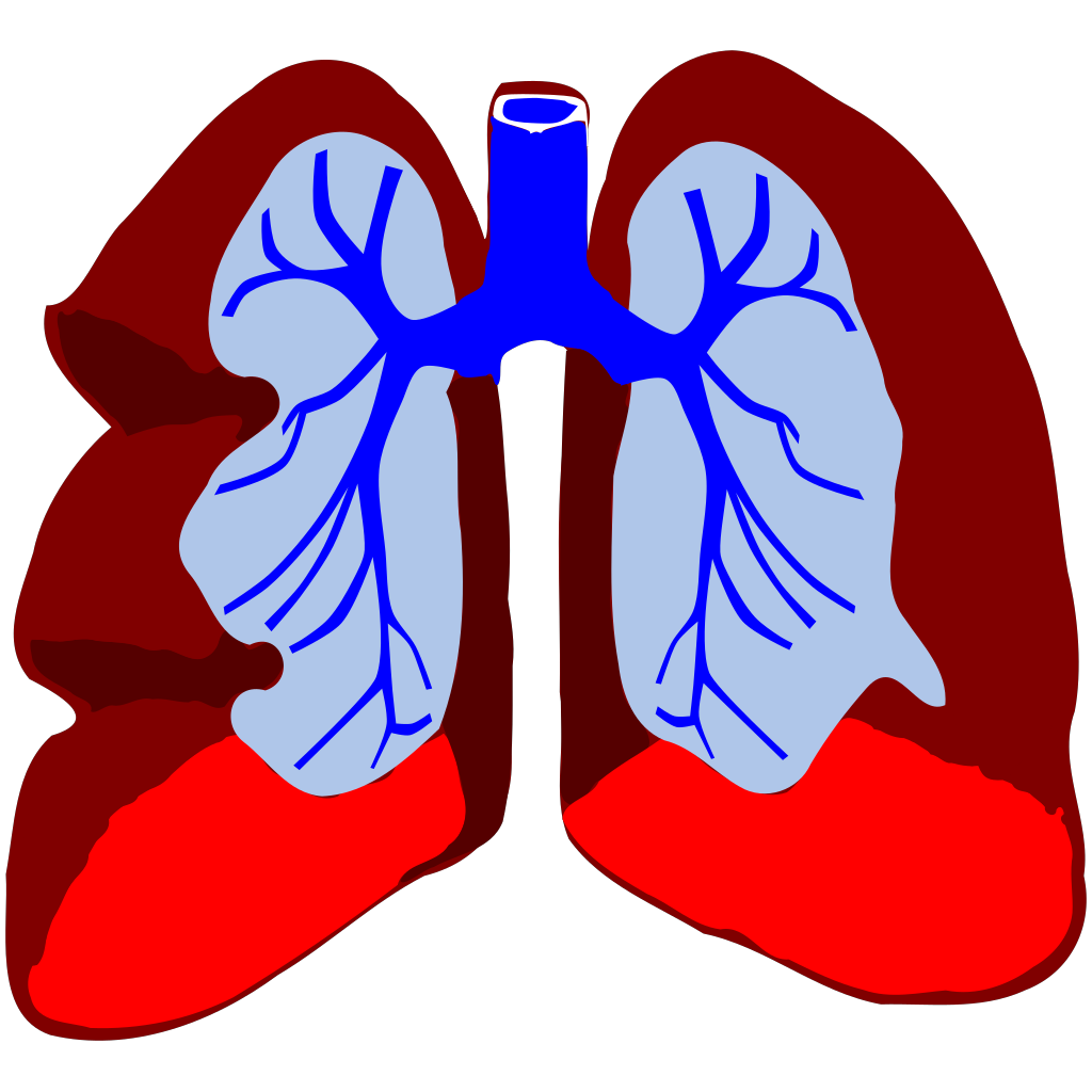 Lungs PNG, SVG Clip art for Web - Download Clip Art, PNG ...