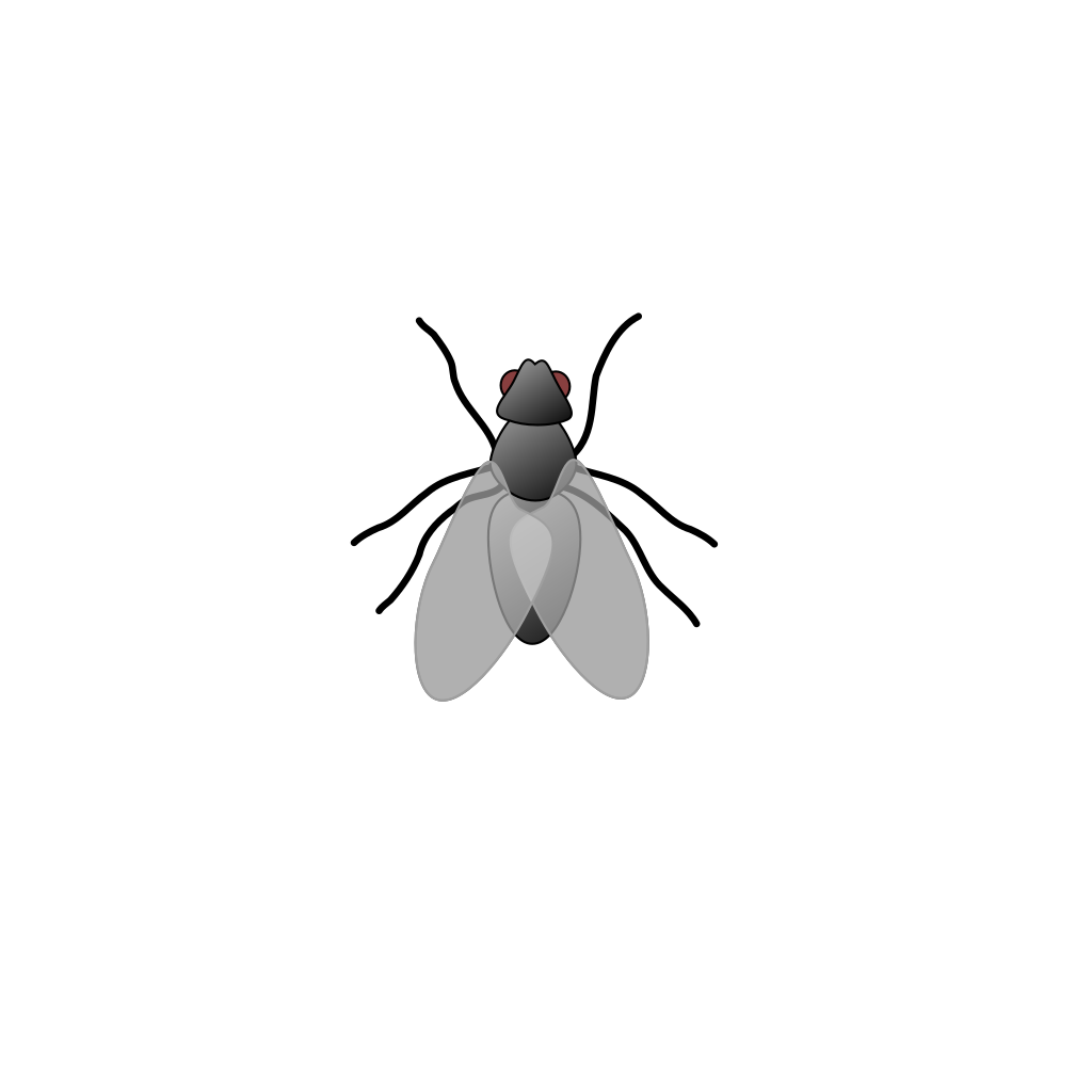 Bugs flies