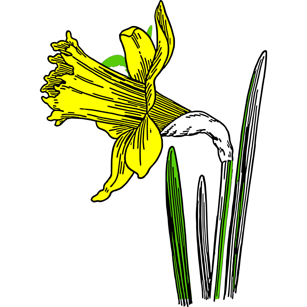Daffodil 02 PNG, SVG Clip art for Web - Download Clip Art, PNG Icon Arts