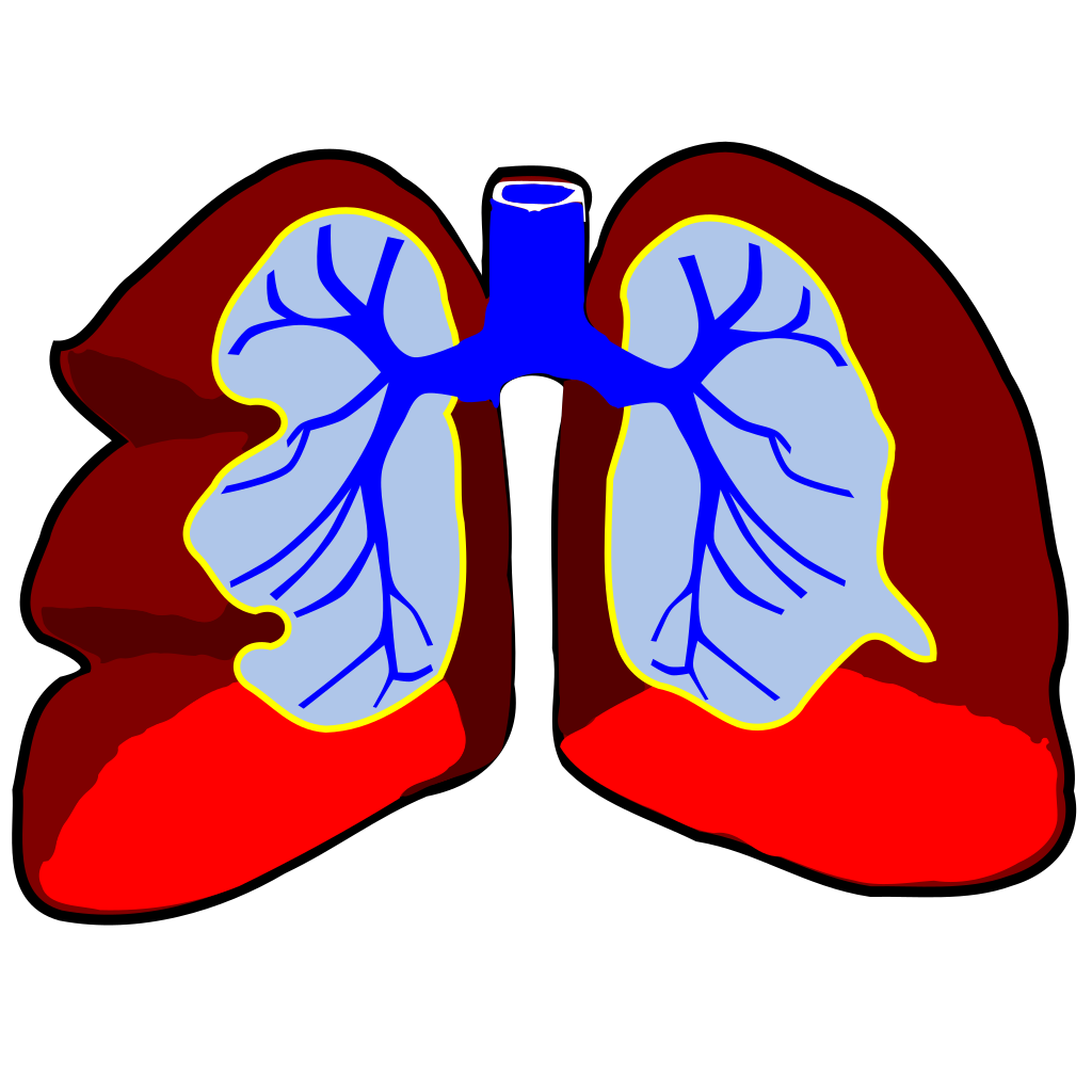 Lungs PNG SVG Clip Art For Web Download Icon Arts.