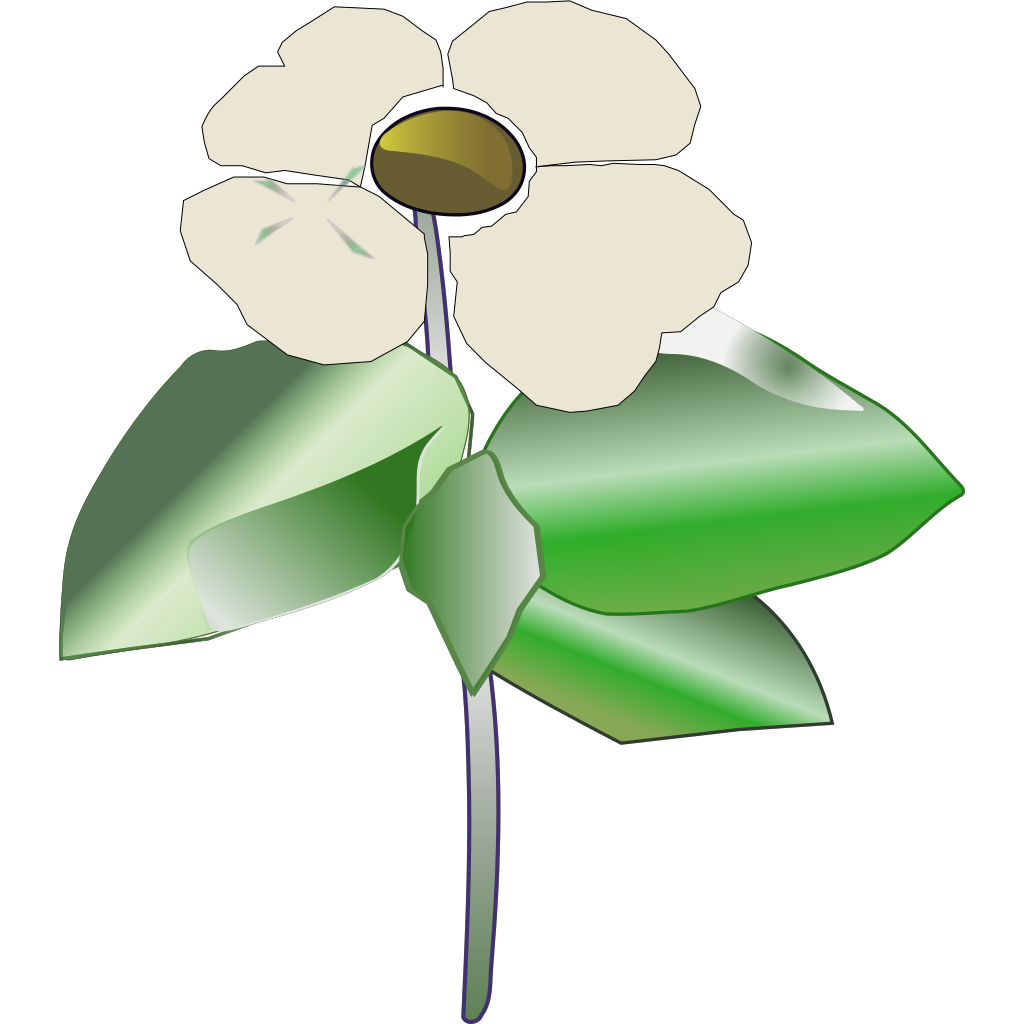 Download Pacific Dogwood Coloring Page PNG, SVG Clip art for Web ...