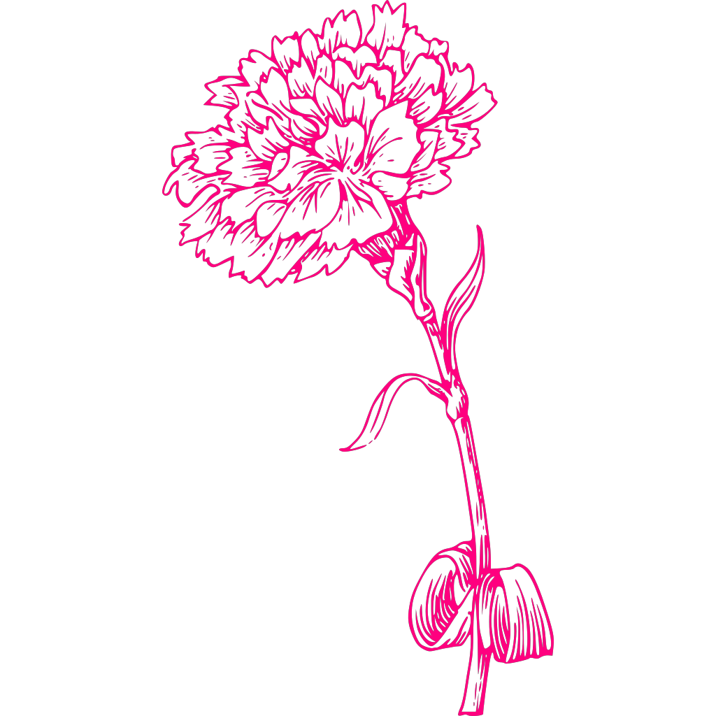 Pink Carnation PNG, SVG Clip art for  Download Clip Art, PNG Icon Arts