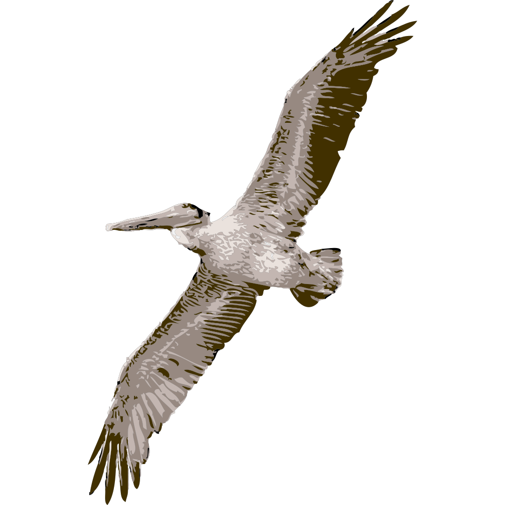 Pelican Flying PNG, SVG Clip art for Web - Download Clip Art, PNG Icon Arts