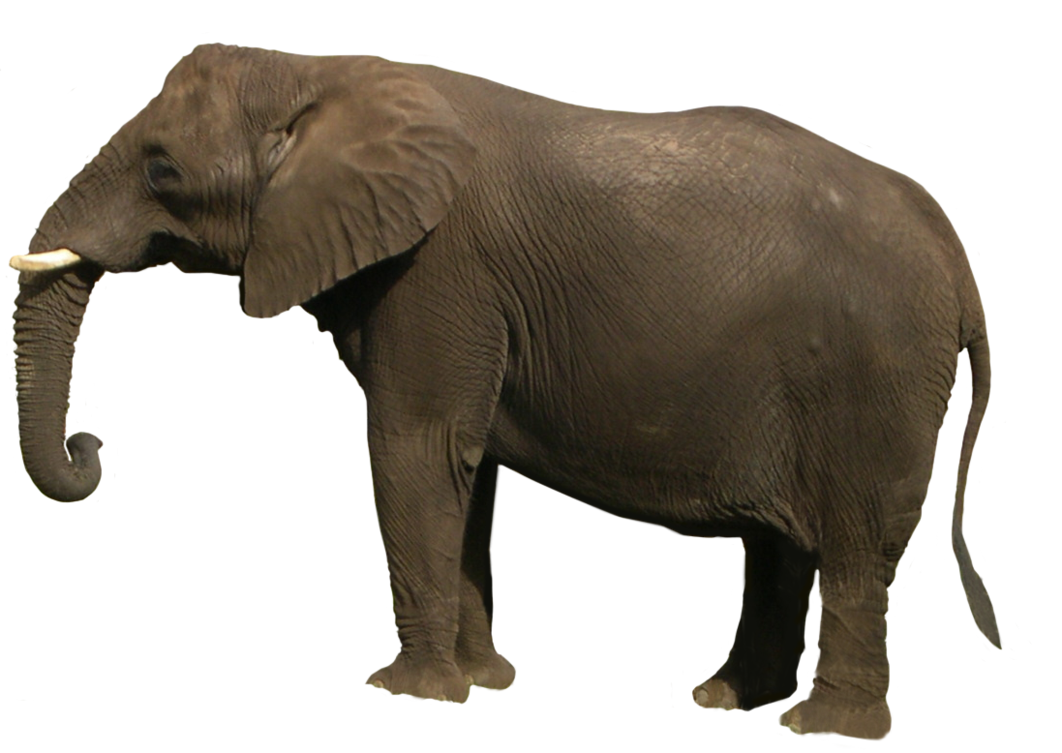 African Elephant PNG Clipart SVG Clip arts