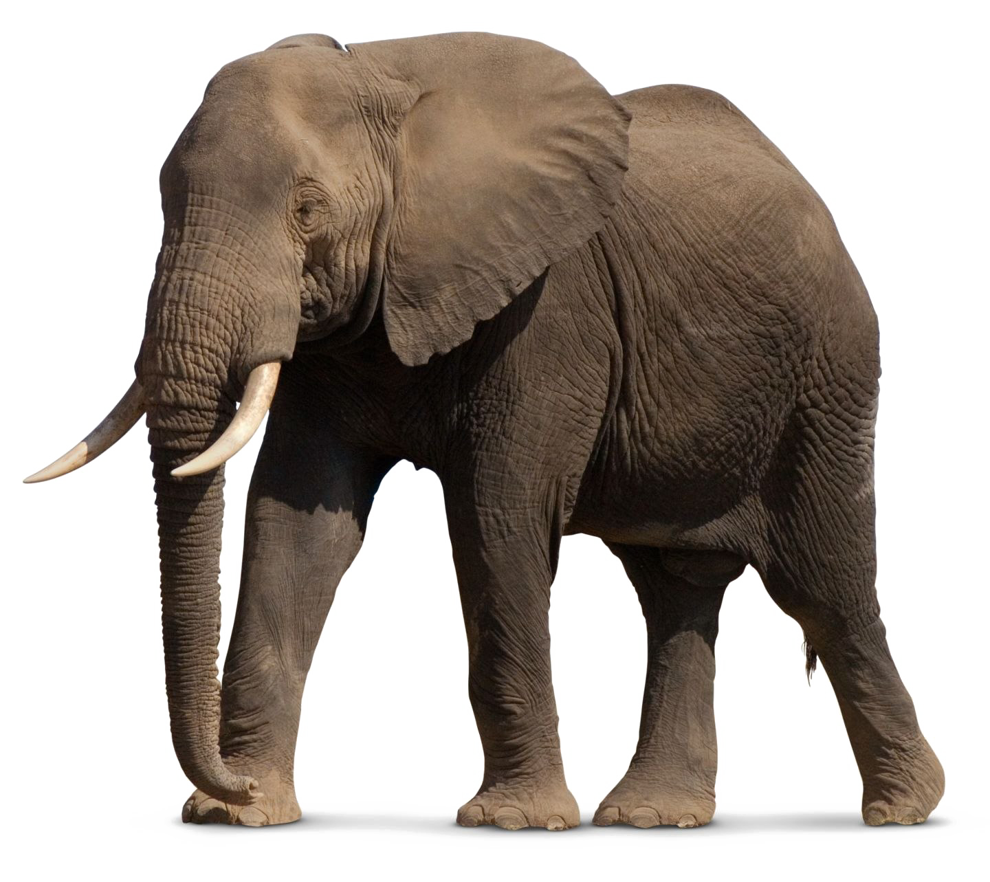 African Elephant PNG File SVG Clip arts