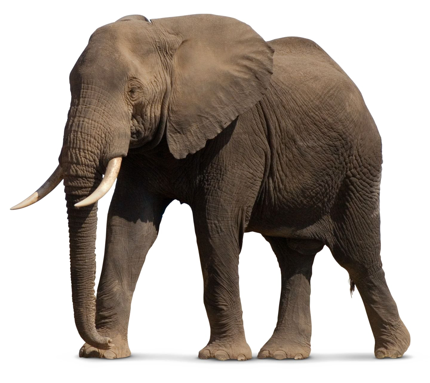 African Elephant PNG File PNG, SVG Clip art for Web - Download Clip Art
