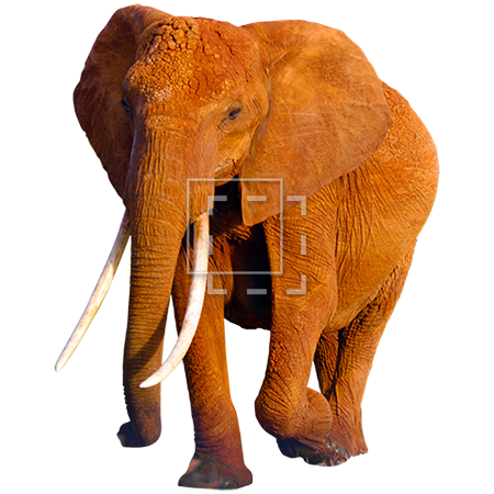 African Elephant PNG HD SVG Clip arts