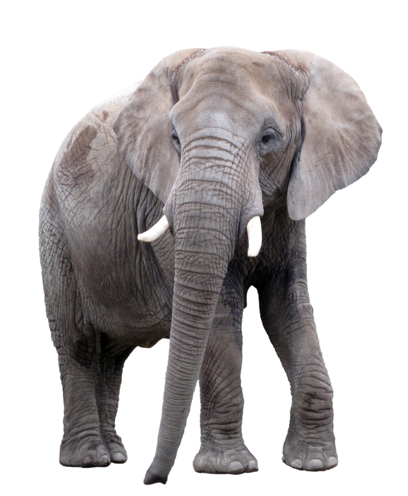 African Elephant PNG Image SVG Clip arts