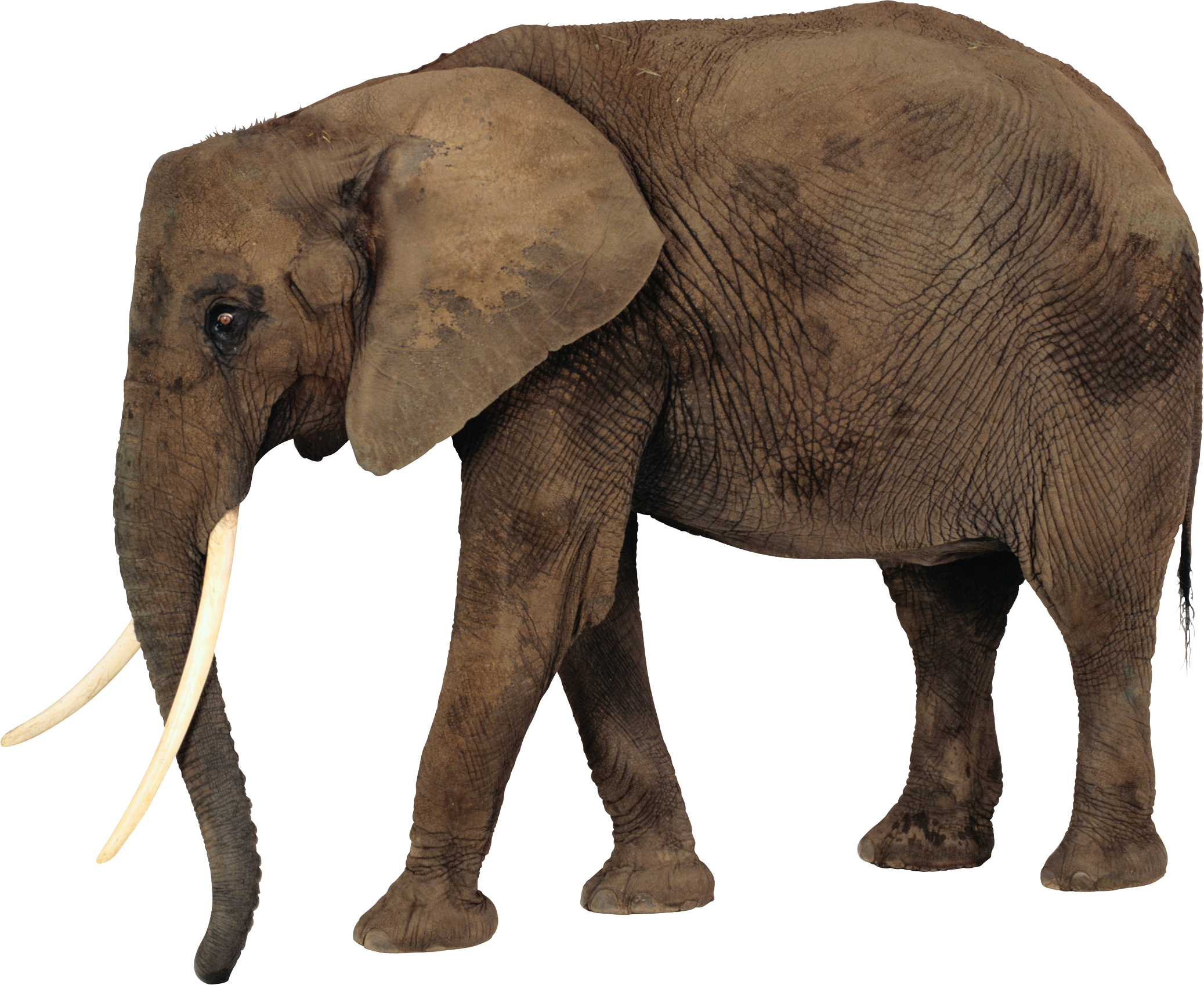 African Elephant PNG Photos SVG Clip arts