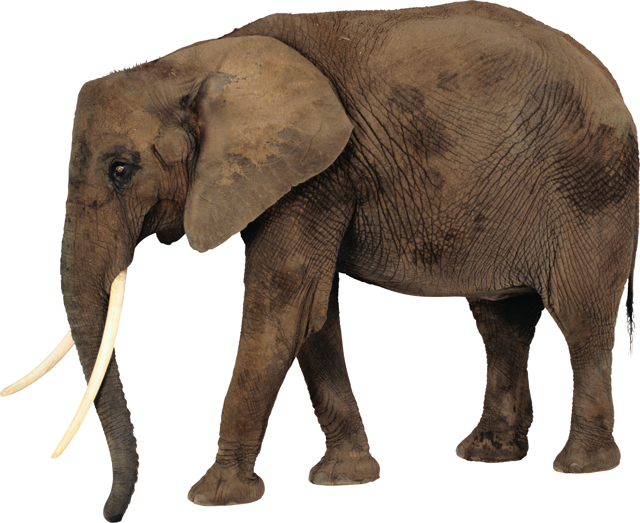 Free Elephant Svg Free Download 425 SVG PNG EPS DXF File