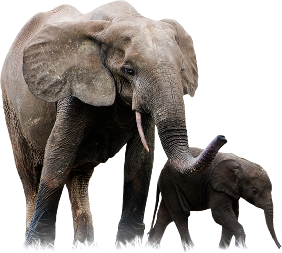 African Elephant PNG Pic SVG Clip arts