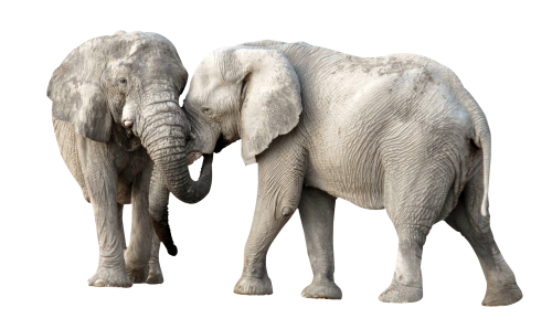 African Elephant PNG Transparent Image PNG, SVG Clip art for Web