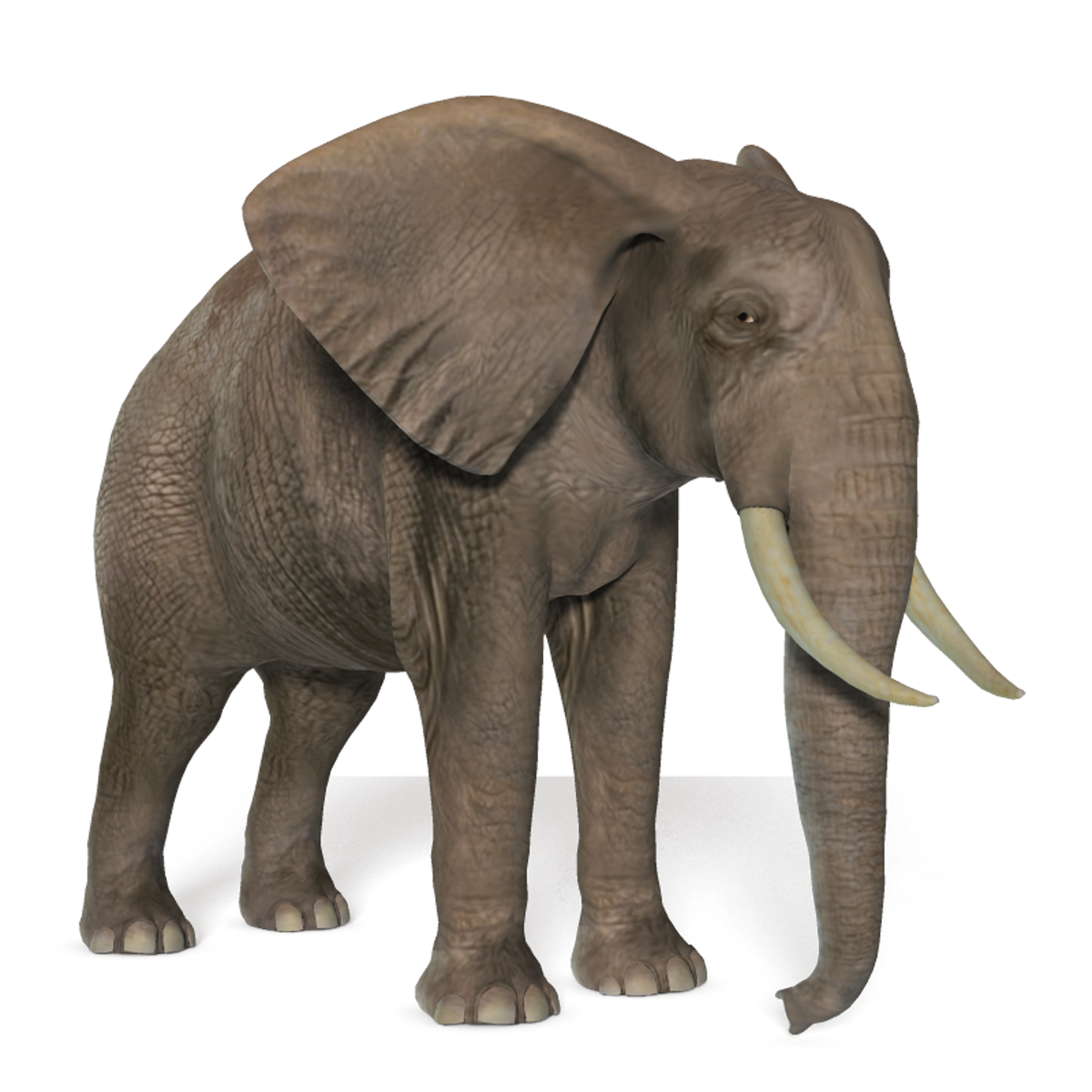 African Elephant Transparent Background SVG Clip arts