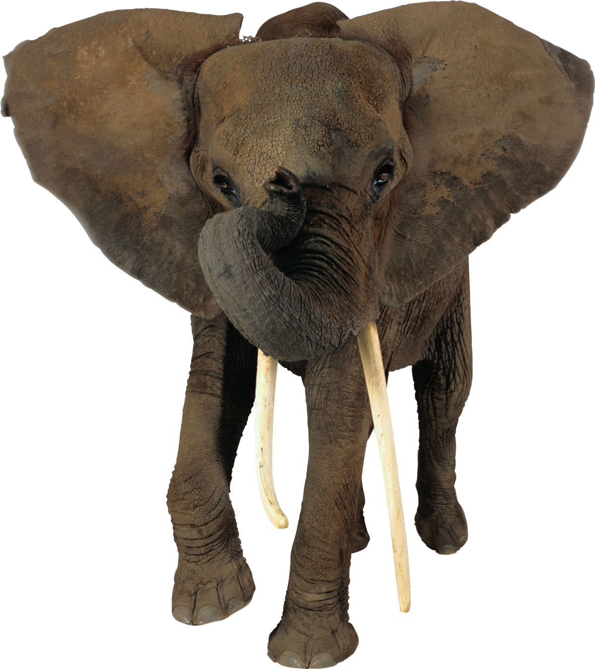 African Elephant Transparent PNG SVG Clip arts