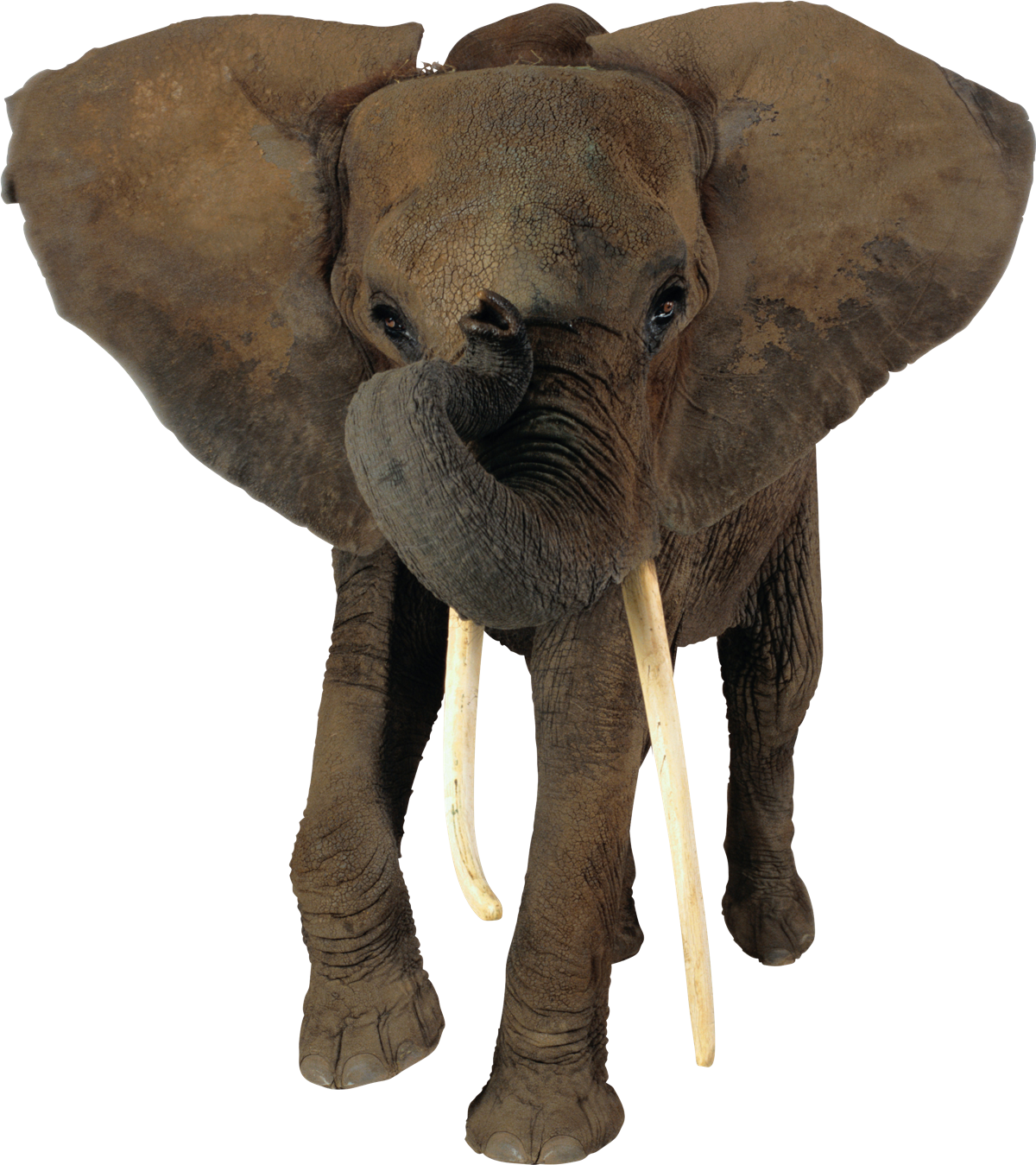 Free Free African Elephant Svg 300 SVG PNG EPS DXF File