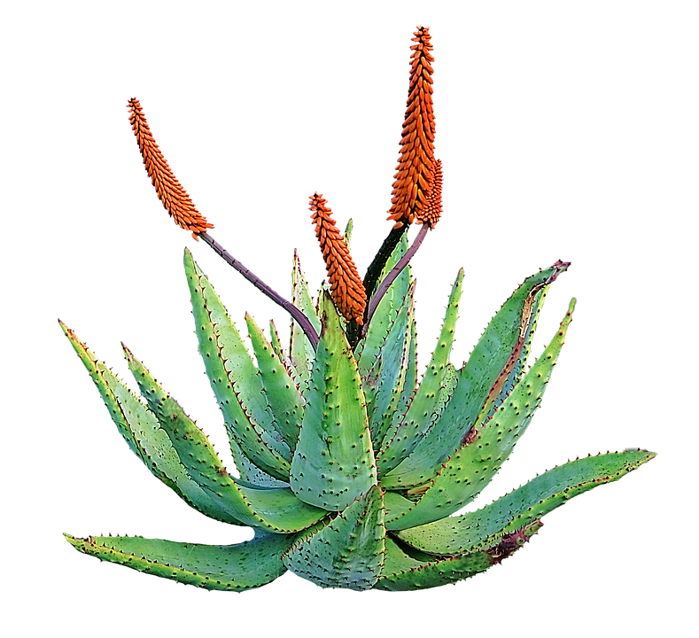 Aloe PNG Free Download PNG, SVG Clip art for Web - Download Clip Art