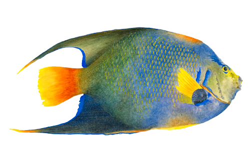 Download Angelfish PNG Image PNG, SVG Clip art for Web - Download Clip Art, PNG Icon Arts