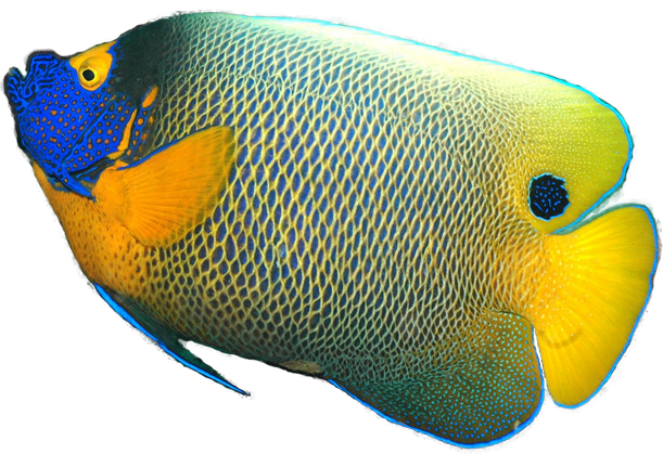 Download Angelfish Transparent Background PNG, SVG Clip art for Web - Download Clip Art, PNG Icon Arts