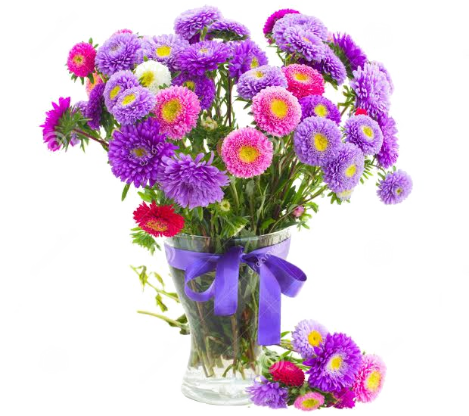 Aster PNG Pic SVG Clip arts
