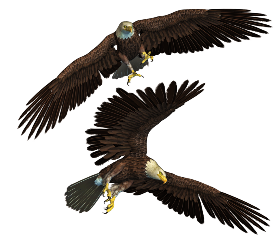 Bald Eagle Background PNG SVG Clip arts