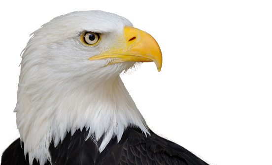 Bald Eagle PNG Free Download SVG Clip arts