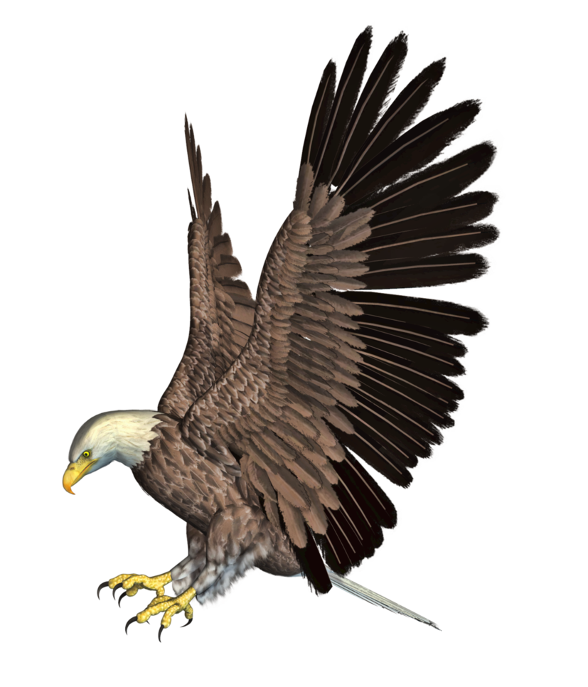 Bald Eagle PNG HD SVG Clip arts