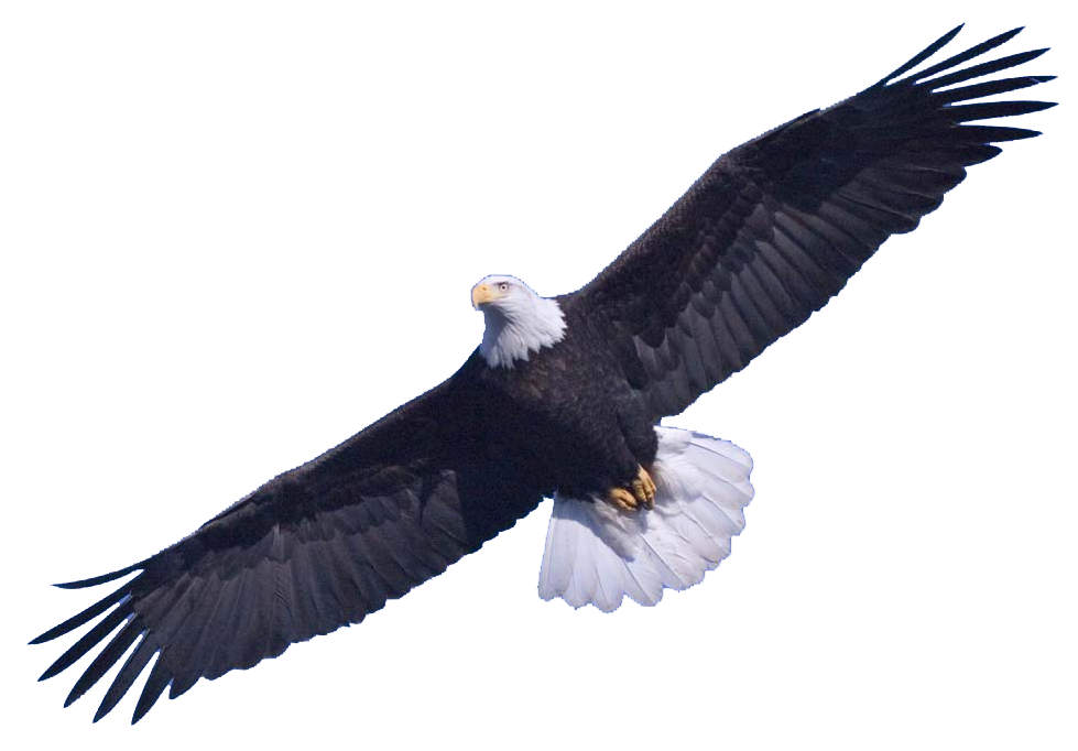 Bald Eagle PNG Image SVG Clip arts
