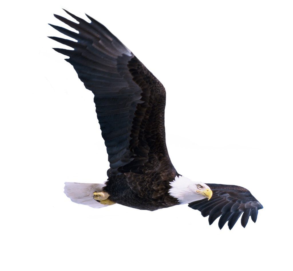 Bald Eagle PNG Photo SVG Clip arts