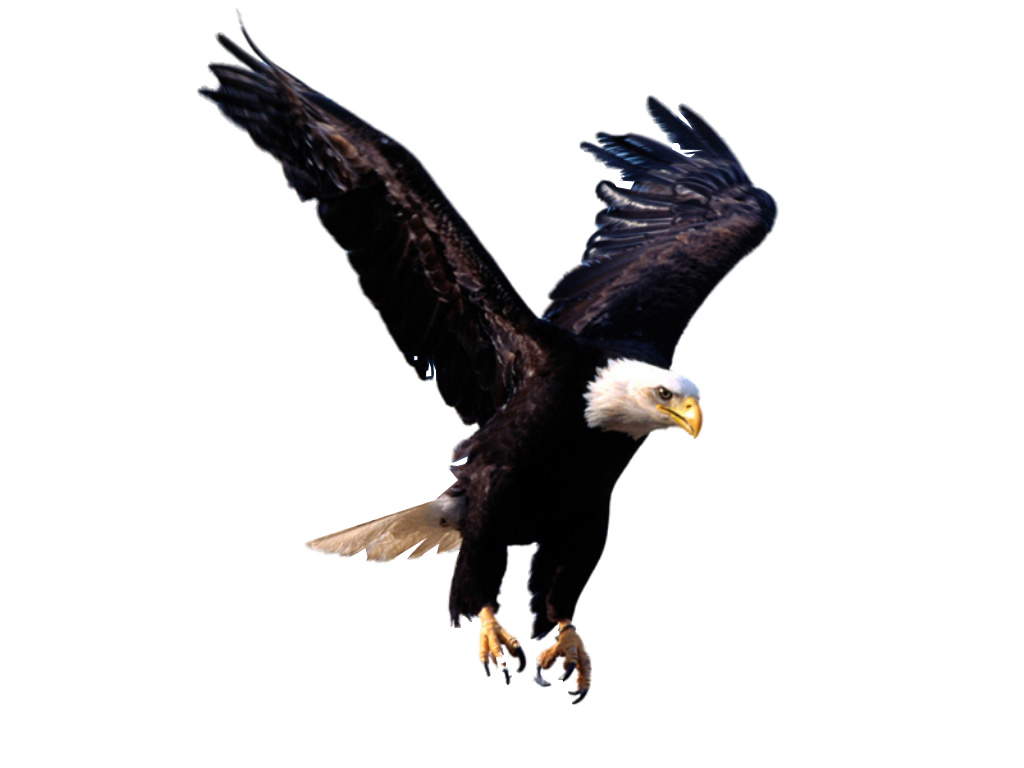 Bald Eagle PNG Photos SVG Clip arts