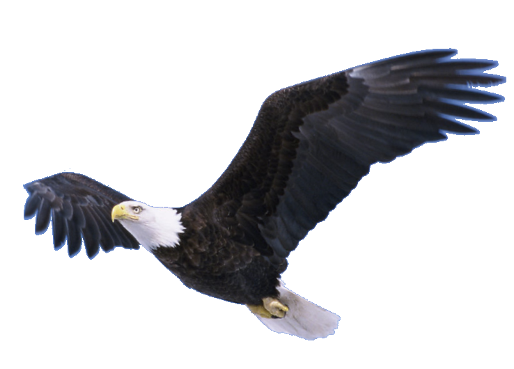 Bald Eagle PNG Pic SVG Clip arts