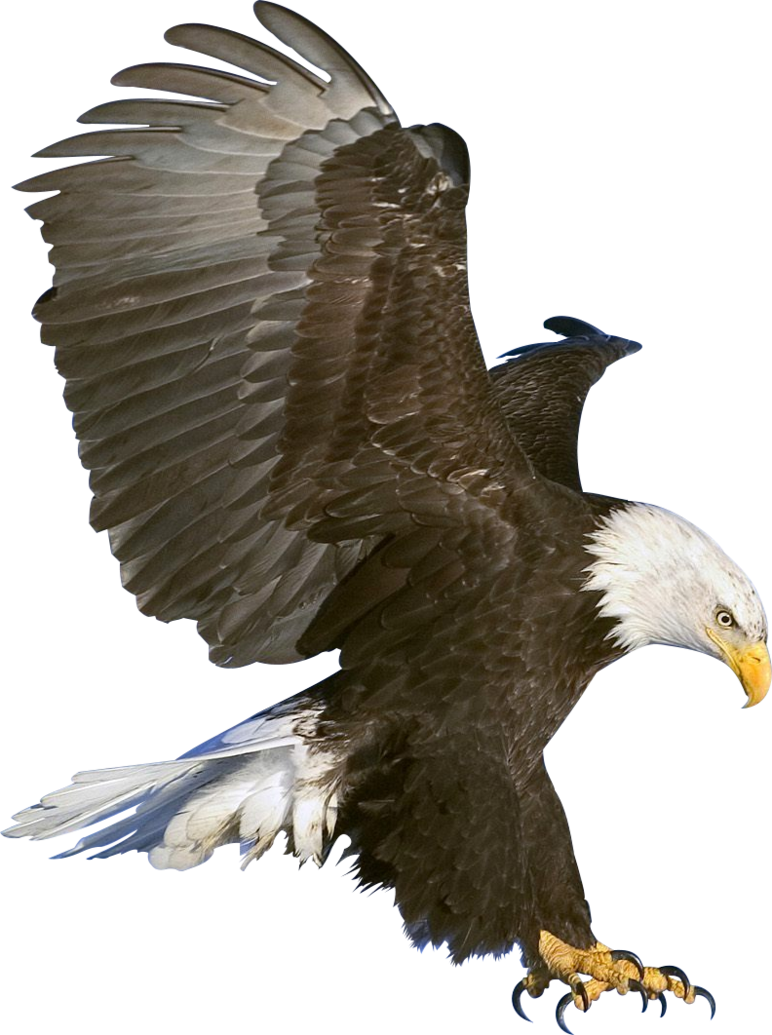 Bald Eagle PNG Picture SVG Clip arts