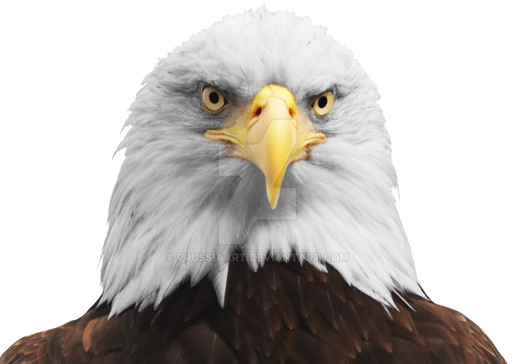 Bald Eagle PNG Transparent HD Photo SVG Clip arts