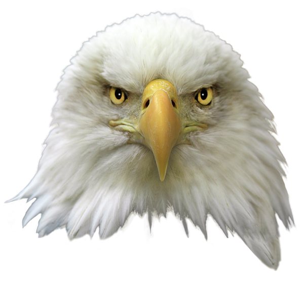 Bald Eagle PNG Transparent Image SVG Clip arts