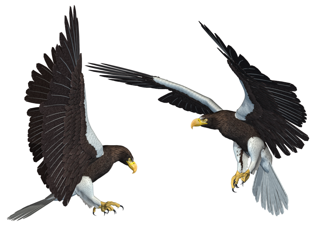 Bald Eagle PNG Transparent Picture SVG Clip arts